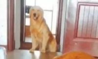 金毛狗狗听到主人说要宰了马犬，金毛狗狗冲入餐厅厨房拿刀，马犬一瞬间愣住