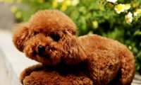 泰迪犬被带回乡下给奶奶养,再次见到狗狗,主人想哭的心都有了