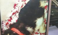宠物犬送训3个月后猝死 训练中心承诺赔偿后反悔