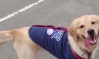 养了13年的狗狗突然去世后，男主人的举动让人泪崩！
