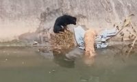 黄狗不幸掉进了河里,黑狗不顾一切跳下去救它