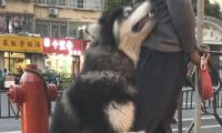 大爷遛猫遛狗太累了要回家,阿拉斯加却紧抱他大腿根部撒娇:我想再玩一会!