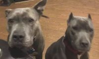 主人遭到打劫，二只曾被抛弃的比特犬，立刻爆冲救出他！