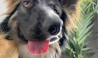 泰迪被大狗咬了怎么赔 | 德牧咬伤千元泰迪到底该咋赔 法律专家专栏分析