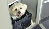 只要800元！抱着猫狗坐飞机 海南航空推出客舱宠物运输服务