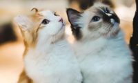 宠物网红，替人赚钱的工具猫狗