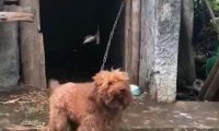 泰迪在农村被养成看家狗,憨壮老实,看到熟人还会摇尾巴……