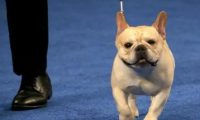 合众社:哪种狗在美国年度全国犬展拔得头筹 法国斗牛犬拿下殊荣