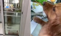 铲屎官向邻居借酱油,回来发现金毛吃得只剩鱼尾,这狗还能要吗?