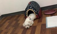 流浪犬在店外冷得一脸懵逼，女生给买一些吃的后，狗狗竟积极求收容