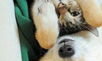 把柴犬和狸花猫派去看护小主人,它们争着表现自己,笑哭主人