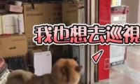主人出门不带狗狗,狗狗瞬间崩溃,大喊大叫疯狂撒娇