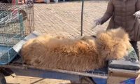 狗市里藏獒神话再现?大哥:有人给40多万没卖,网友:想钱想疯了