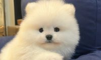 2023宠物行业趋势洞察白皮书发布:烘焙粮、冻干粮、老年犬粮成新增长点