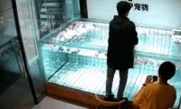 法斗犬泳池内溺亡,主人却在旁笑着拍视频:“你看它都不会游泳哎~”