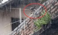 狗狗被关天台不断嚎叫求救,男子冒雨搭救