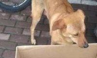 土狗含泪回到家,鼻子上出现一个血孔,看清物体后忍不住口吐芬芳