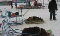 可怜雪橇犬拉客跑一圈只收10块,每天只有几颗馒头和剩下的骨头