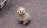 善良老夫妇救助几百条流量狗狗感动众人