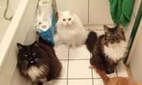新来小狗被6只猫咪围观 主人笑趴
