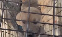 恶霸犬论斤被卖进了笼，幸亏遇到好心大哥