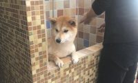 柴犬在冼澡以前，主人还去给它做观念提前准备，狗：乘飞机讹一下主人！