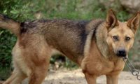 狼犬土狗的混血儿,每日定时执行外出,定时执行回家,主人和去看泪如雨下!