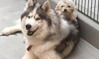 哈士奇与贵宾犬相互依靠,获救还在一起