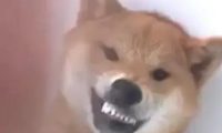 柴犬对铲屎官龇牙咧嘴，主人反手就是一巴掌