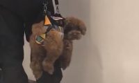 主人把小狗吊在空中,过路人陆续夸赞做的好,狗:我不要脸面的吗