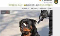 网红“创可贴警犬”即将退役，罗威纳不愧是最聪明的猛犬