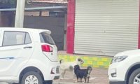 整治不文明养犬行为仍需加力