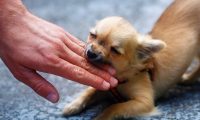 32岁男子因狂犬病离世：半个月前被狗咬伤，以为打了疫苗就没事