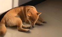 柴犬醒来发觉又“上当受骗”了，主人又看不到了，狗：因为我去玩