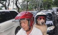 狗狗自动跳上摩托后座,大爷载狗买菜,狗狗戴头盔萌翻众人!