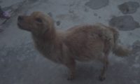 四川:救过落水小孩的英雄金毛,因错误治疗导致严重腹水,大哥:我养狗很认真
