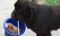 狗狗叼着桶离家出走，主人找到后不淡定了