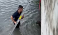 消防员壮汉神救援!一鼓作气拯救落水狗狗
