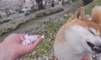 网友让柴犬闻花瓣香不香，柴犬立即回绝，不闻就不闻