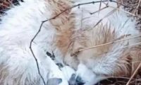 流浪田园犬在雨中，被冻得直发抖也不远离去，只为保护怀中孩子