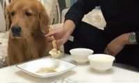 主人吃饺子,让金毛在一边看见,连汤都不许狗狗喝,金毛怒了