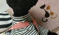泰迪犬被打扮成了家庭主妇,但它的内心还只是个孩子,看它多可爱