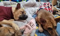 虎斑犬找来两个小弟,把主人团团围住:把肉干交出来!
