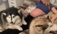 1岁半女婴被斗牛犬咬死，父母当时正参加派对享乐，还能信任狗吗
