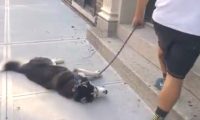 不带这样耍赖吧！贪玩哈士奇不愿回家躺地耍赖