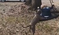 超暖狗保姆比特犬 前脚加嘴巴推弟弟荡秋千