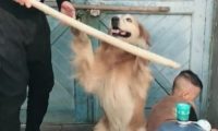 宝宝犯错误了,爸爸拿着棍子打宝宝,狗狗的姿势,令人打动的流泪