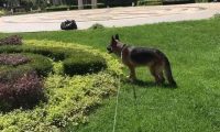 两年半的德牧犬，居然成了一只杀手，伤心