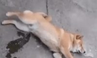 狗狗睡得正香，不知从哪里冒出来一股液体，主人看后略显尴尬