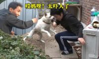 宠物犬性情大变，对主人都龇牙咧嘴